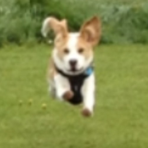 I like food, walkies, cuddles and eating sticks.