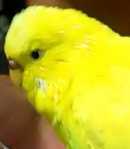 2014年7月に新しいインコが家族になりました。 2018年5月19日にネザーランドドワーフも家族になり賑やかな毎日になりました。