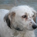 G. Andrea Capone - @GAndreaCapone - Twitter