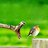 saispas