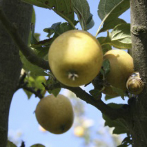 A network of groups who are finding, preserving and enhancing nature's abundance.