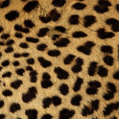 Nooousa's profile picture. 