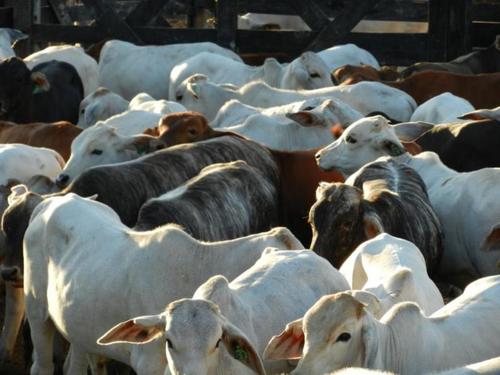 Consignataria LOTEGRANDE especializada en la comercialización de Ganado en todas sus categorías. Asesoramiento en compra y desarrollo de campos...