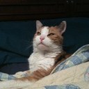 Deanna Ray - @equinediva67 - Twitter