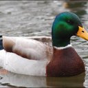 Patrick Duck - @Patrick_Duck - Twitter