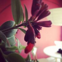 Anna Llacer (@anna_llacer) 's Twitter Profile