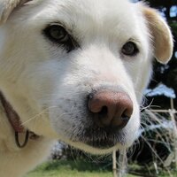 キクヱ (@kikue55) 's Twitter Profile Photo