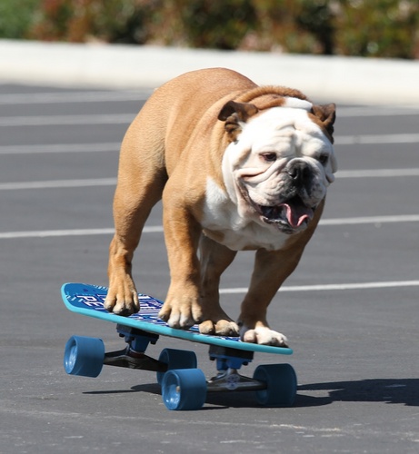 Bulldog star of TV's Who Let the Dogs Out on Hallmark Channel! FB http://t.co/qX9cqr3E,  Pinterest: http://t.co/zvIl4eCF Blog: http://t.co/oAiy5eYV
