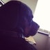 Luke Mircea-Willats (@lukas316) Twitter profile photo