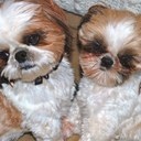 Debra Corning - @monkeyfarm2 - Twitter