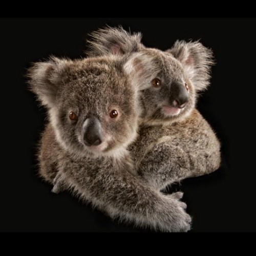 cpasisimple's profile picture. Refaire le monde ? Ne pas le refaire ? Empêcher qu'il se défasse ?