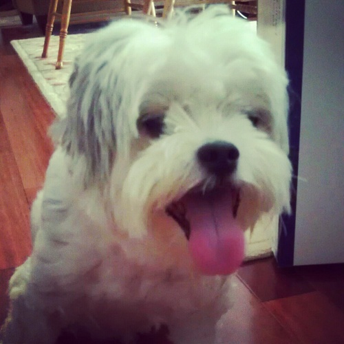 I'm a lazy #Maltese- #ShihTzu , looking for new friends. I live my life one cookie at a time. Let's paw around. #Pets #Puppies #Dogs
