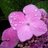 RLDavies128's profile image