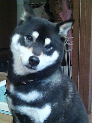 kaburoe's profile picture. エフェクターはFuzzが好きです。食べ物はまぐろが好きです。飲み物はコーンスープが好きです。