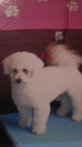 bestfriendsdog1's profile picture. I have over 15yrs working with animals. I work from home pet grooming. I also offer colection and delivery service and cover many area's near to Radcliffe.