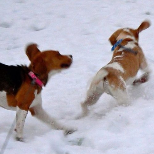 I'm Evie the Beagle and I now have a brofur, Ralphie who joined me from Beagle Welfare in 2011. We are members of Beagles UK and love beagling about ;)