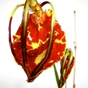 Akemi Ohira - @AkemiOhira - Twitter