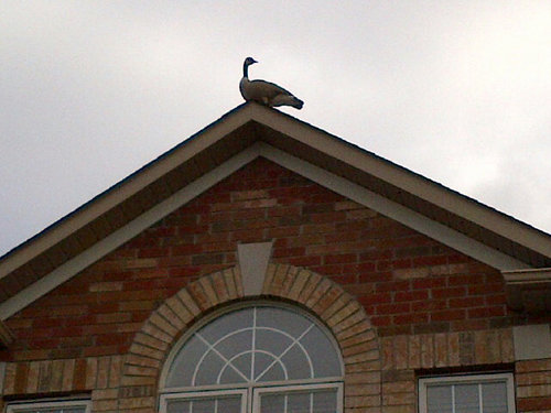 feisalsachedina's profile picture. 