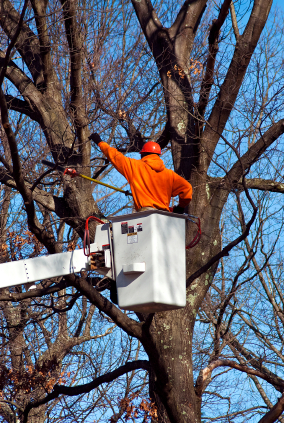 Certified Arborist providing tree care services including pruning, deadwood removal, insect & disease control, tree & stump removal.
Member of Midland Rotary.