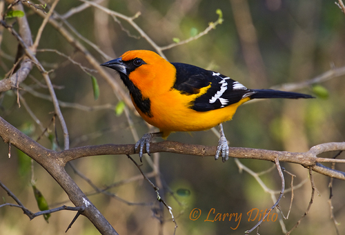 We are a nonprofit nature sanctuary and birding hotspot in Weslaco, Texas. We also proudly feature the Texas Historic Landmark: the Skaggs House.