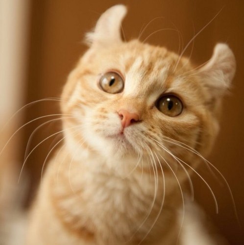 あなたのTwitterに猫を届けるにゃん❤️2011年11月生まれの足長マンチカンだにゃん♡耳はくるんとしてるにゃ🐈おとなしいおんにゃの子にゃ❣️にゃんこ好きな人やにゃんこと、にゃかよくできるにゃ💕 猫のかわいいものをたまにつぶやくにゃ！