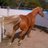 ramoncampos13's profile image