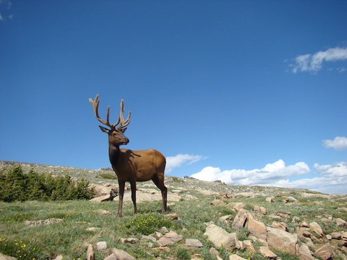 ColoradoWildlif's profile picture. Wildlife images from the State of Colorado