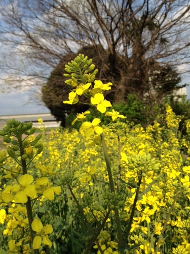 パルシステム群馬「菜の花プロジェクト」
菜の花を種から育て、菜種油を作り、廃食油はディーゼル燃料としてリサイクル。菜の花の成長を楽しみながら、資源循環型社会を目指しています。まずは、高崎市吉井町の菜の花畑からスタートです！