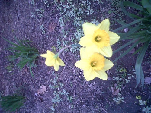 macalasternews's profile picture. Writer, reader, student and cookie lover.