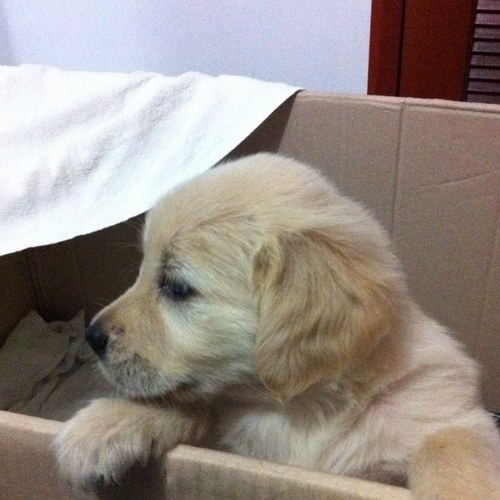 MaoMillanN's profile picture. 