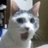 Ironhide528's profile image
