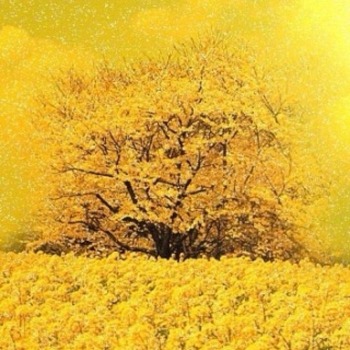 cecatecean's profile picture. 