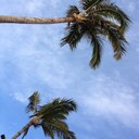 Edward Schultz - @edhonolulucoffe - Twitter