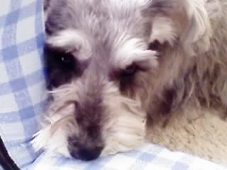 nikokon1's profile picture. 