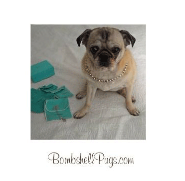 I'm a voluptuous pug named Bemidji. I love to pose for photos and be admired. Livin' the Bombshell Pugs life!