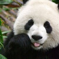 WWF Northern Ireland (@wwfnireland) 's Twitter Profile