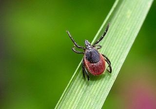 Bio_Stop's profile picture. Создание противоэнцефалитной одежды БИОСТОП® для защиты от укусов клещей и других насекомых.