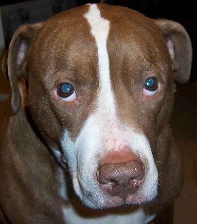 thebobbypost's profile picture. Pit Bull Conservative Republican. Blogger, Song Writer, Musician, Navy Vet.  http://t.co/s8HLMjVmKT