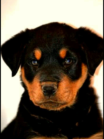 Cachorra de Rottweiler tratando de entender de que se trata el mundo.