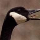 Frank - @Frank_Cardone - Twitter