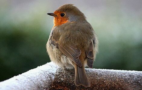 Roodborstje73's profile picture. flying above the storm