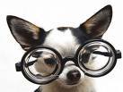 Toronto Animal Eye Clinic: a full service ophthalmology practice caring for dogs, cats, birds & exotic pets!