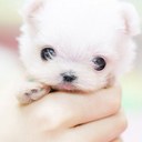 lydia lee hemphill - @HemphillLee - Twitter