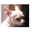 Dani Sotelo - @dani_the_dog - Twitter