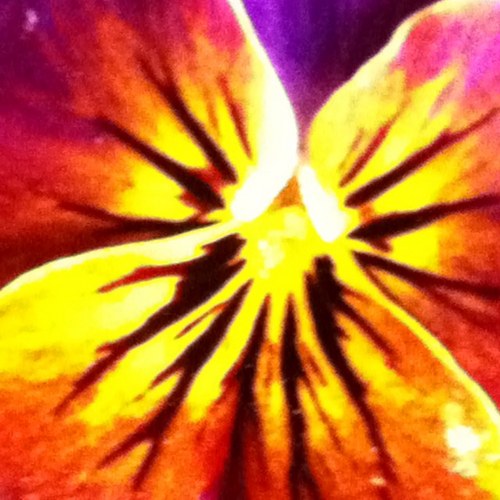 Lioletika's profile picture. artist/designer