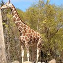 Steve Barnett - @barnettst - Twitter