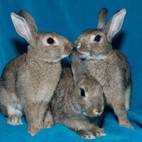 LA Rabbit Foundation(@LARabbits) 's Twitter Profile Photo