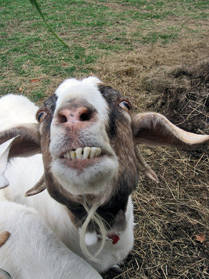 BigALsShip's profile picture. it sounds like thunder when our feet pound streets