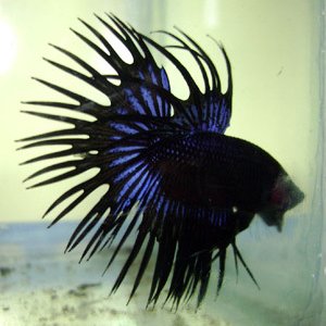 Ikan Cupang @_IkanCupang Twitter Ikan Cupang @_IkanCupang Twitter