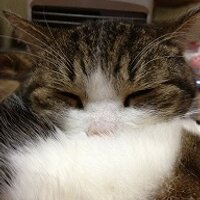 ◆まめすけ◆ (@ayayachikaoreko) 's Twitter Profile Photo ◆まめすけ◆ (@ayayachikaoreko) 's Twitter Profile Photo